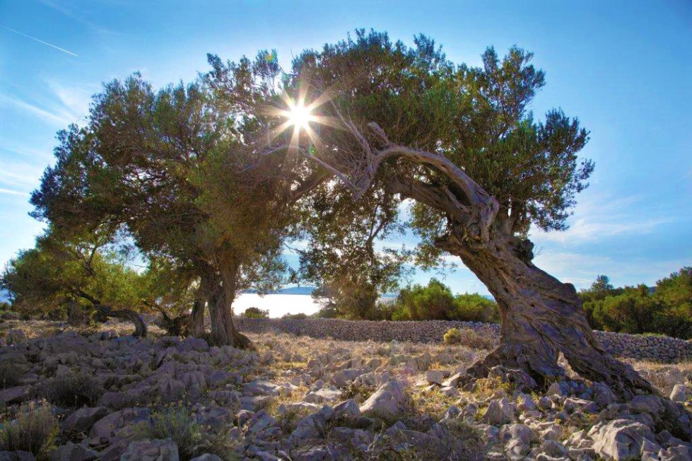 Visit Lika The Olive Gardens Of Lun Pag Island